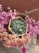 MARIAGE_COLLECTION GINKGO 2025_PORTE ALLIANCE_BOITE EN VERRE ET DORE_2